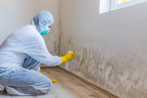 Licensed Mold Testing service in Lewisburg, TN - WQB Mold Removal