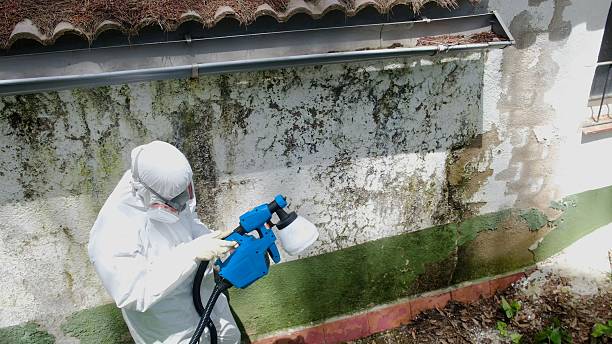 Top rated local Mold Testing specialists in Lewisburg, TN